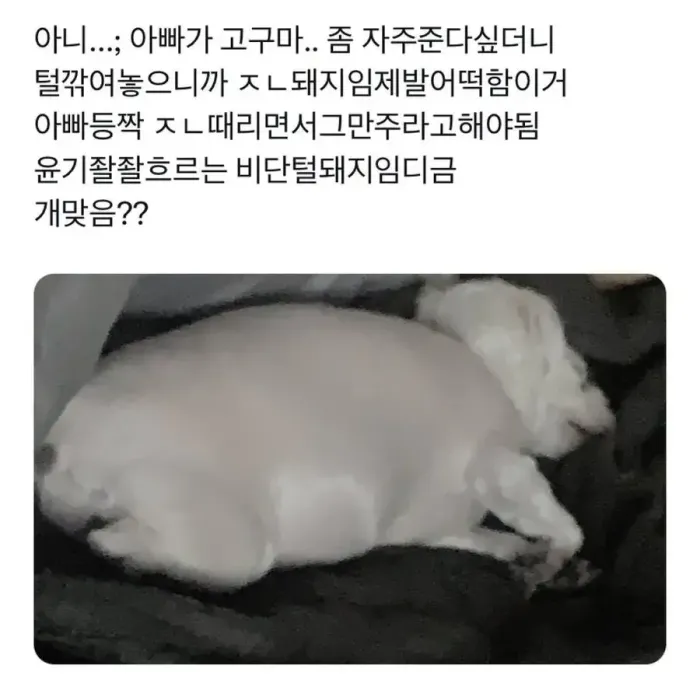 강아지가 살이 너무 찐거같아서 털이라도 깎아 본 주인